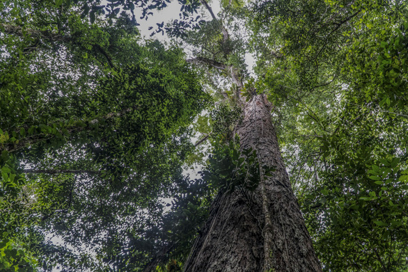 Các nhà khoa học lần đầu chạm vào cây cao nhất trong rừng Amazon - Ảnh 1.