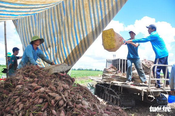 Nông dân ngại tái canh tác khoai lang, dù được xuất khẩu chính ngạch - Ảnh 1.