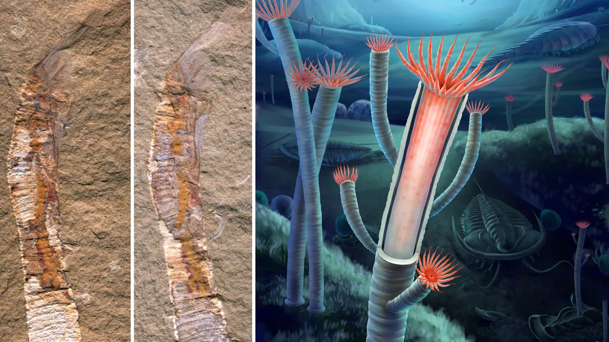 Phát hiện ‘triệu năm có một’ giúp hóa giải bí ẩn về tiến hóa của sự sống - ảnh 1