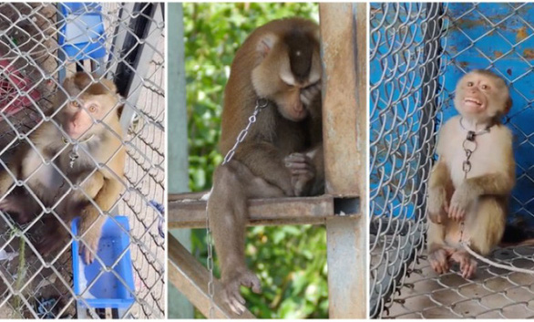 Ngành dừa Thái Lan bị kêu gọi tẩy chay do sử dụng lao động khỉ tràn lan - Ảnh 1.