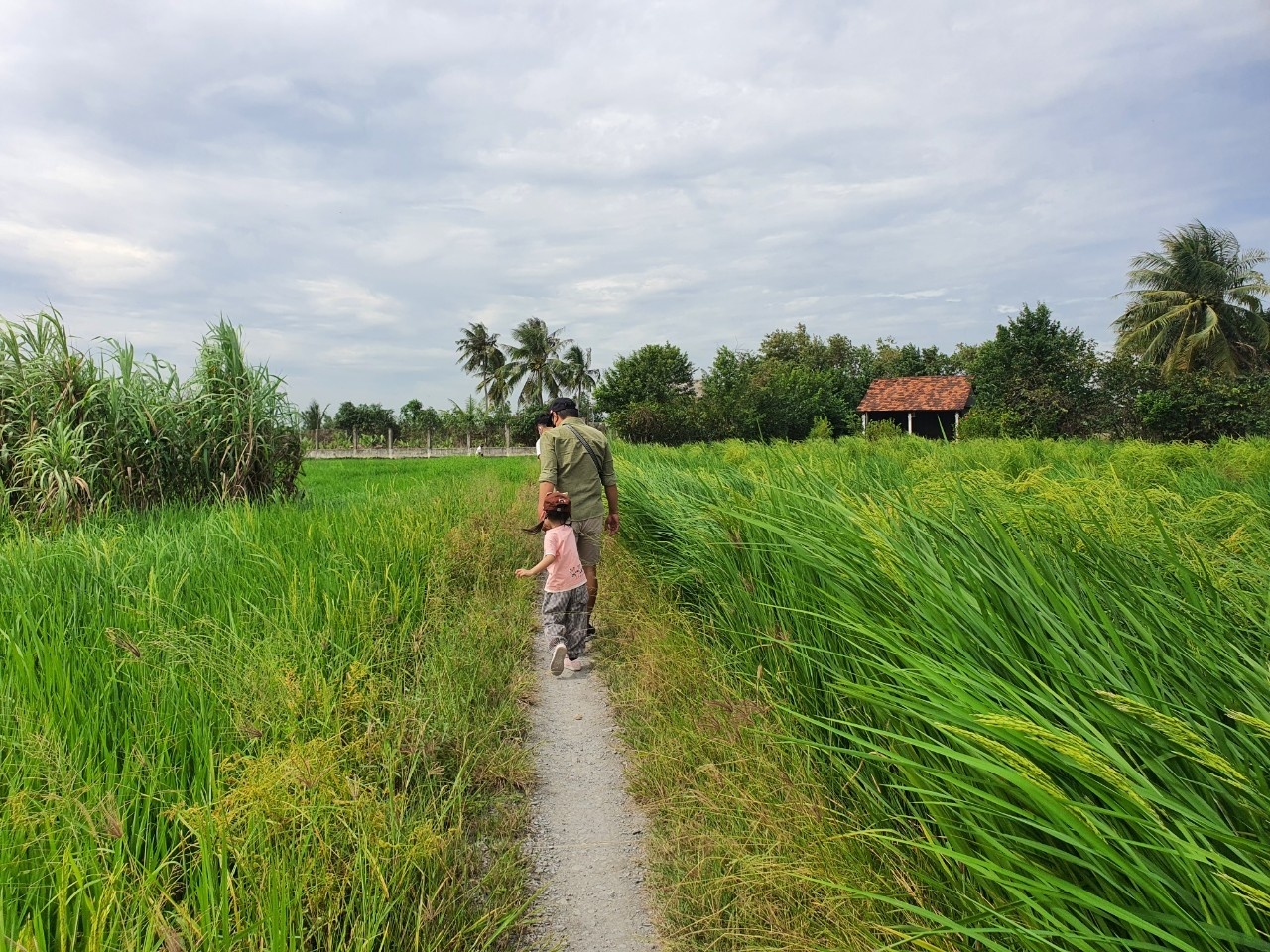 Học sinh Việt lập trình hệ thống phát hiện bệnh cây lúa, thi quốc tế - ảnh 1