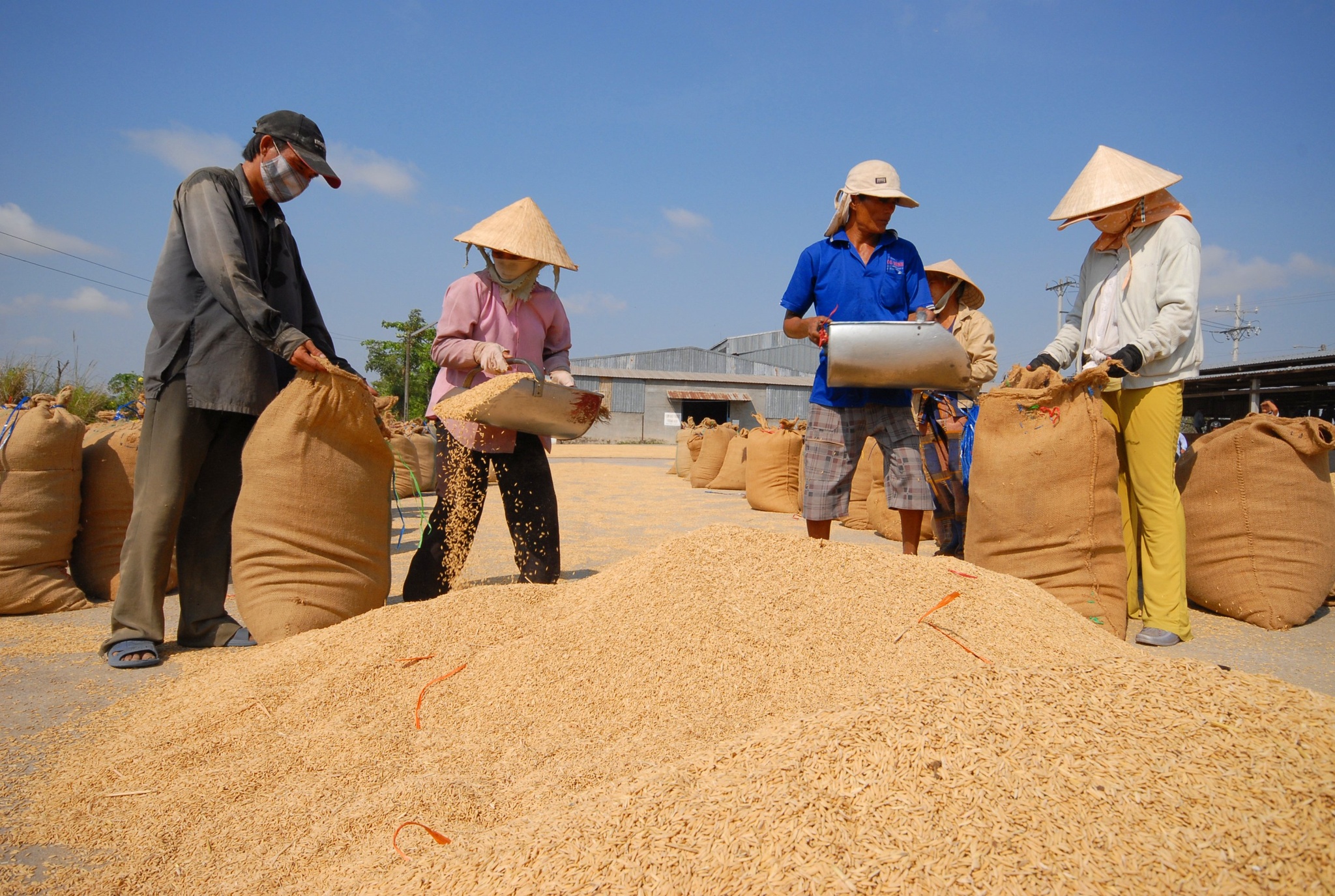 Indonesia khẩn trương nhập khẩu 500.000 tấn gạo, giá gạo tăng - ảnh 1