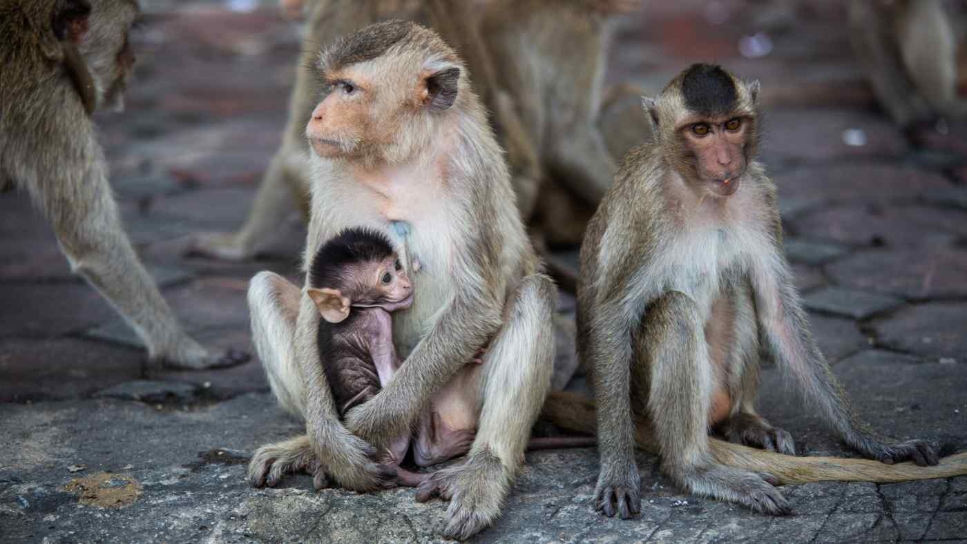Mỹ: Lo ngại khỉ nhập khẩu từ Campuchia mang theo mầm bệnh chết người - ảnh 1