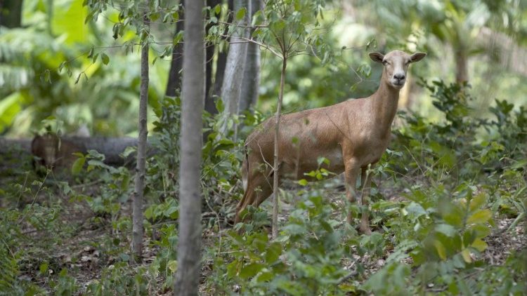 Animals of the Borbollon Natural Reserve