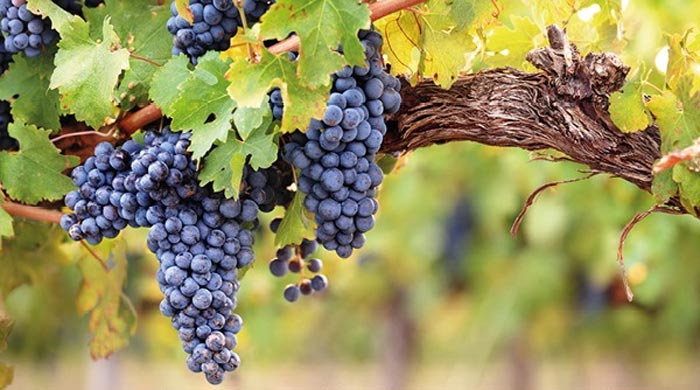 Thánh Lễ Chúa Nhật V Phục Sinh – HỘI ÁI MỘ CHA FX TRƯƠNG BỬU DIỆP ÚC CHÂU