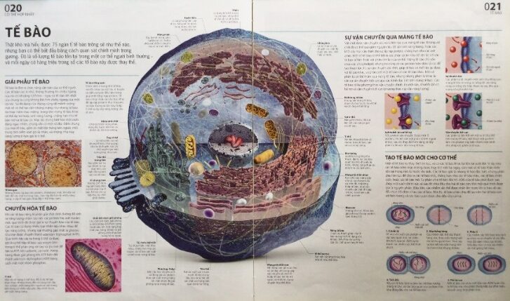 E:\HÌNH ATLAS BỐ CHỤP 7-2025\5.JPG
