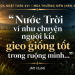 CN_XVI_TN_A